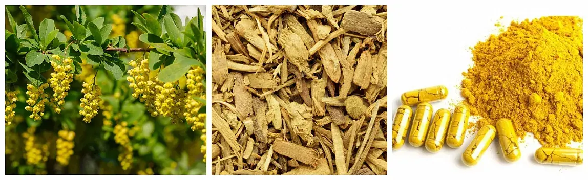 berberine hcl supplement.webp